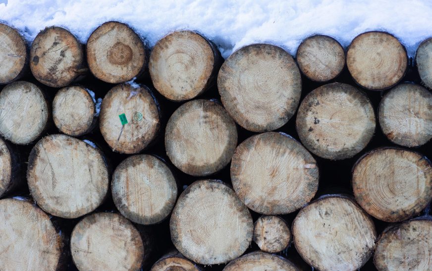 Real estate giant lands in trouble after 1,000 trees cut at closed Greater Noida factory